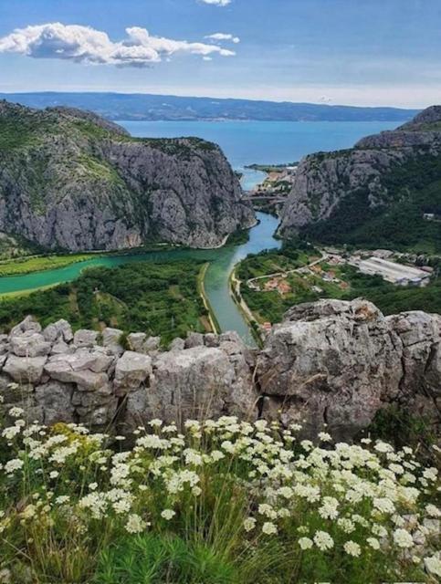 Iva Omis